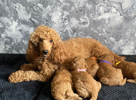 Stunning Red Minature Poodles