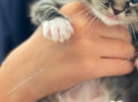 Kittens for sale.