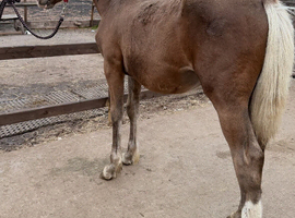 Gorgeous silver dapple with flaxen mane & tail filly