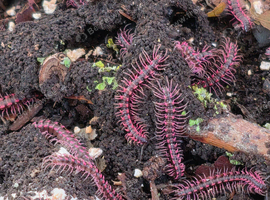 Pink Dragon Millipedes for sale
