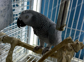 Super tame African grey Glasgow