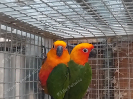 Proven pair of Jenday conures
