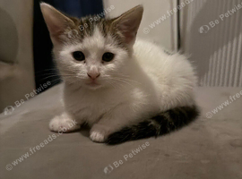 Female kitten