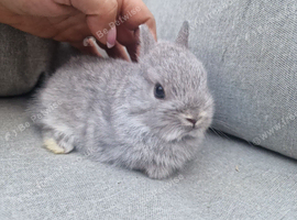 Netherland dwarf baby