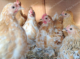 Pekin Bantam Pullets & Cockerels