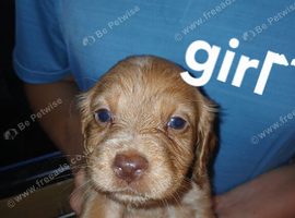 Cocker spaniel ready to leave
