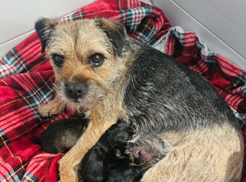 Border terrier puppies