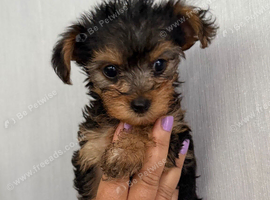 4 yorkiepoos girls and boys ready 24th july