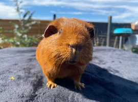 Sweet Young Boar Looking for a Special Forever Home
