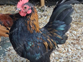 Young Serama cockerels and fertile eggs
