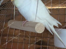 Budgies