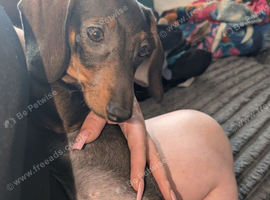 Female miniature daschund