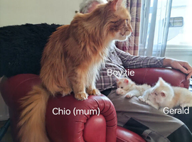 GCCF Maine Coon Kittens. Vaccinated and chipped