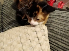 Female kitten