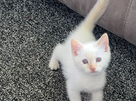 Siamese flame point