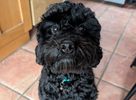 Cockapoo pup for sale