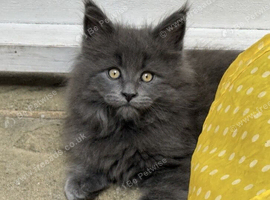 Beautiful full maine coon kittens ready now