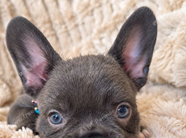 Beautiful frenchie pups