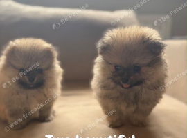 Beautiful Puppy Pomeranians