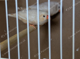 Zebra Finch's pair with or without cage