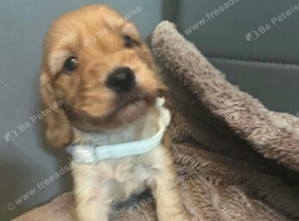 Cockapoo puppies for sale