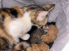 Mixed litter available