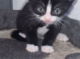 Kittens Ready 15th June