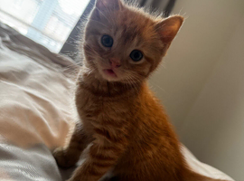 Boy Ginger Kitten ready for new home