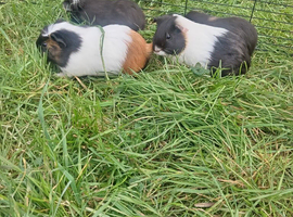 Guinea pigs looking for a home