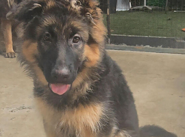 German shepherd puppies