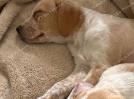 Labradoodle/springer x Border collie