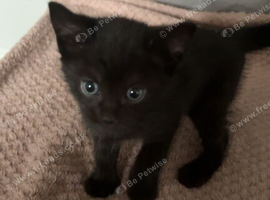 Domestic shorthair kitten
