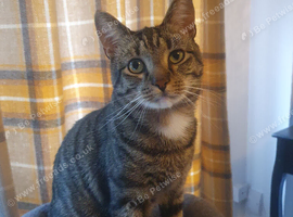 Lovely male cat
