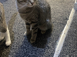 URGENT!!!!  10 months old kittens looking for forever homes