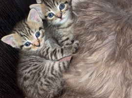6 mixed kittens