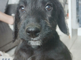 Bedlington x whippet