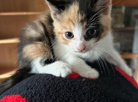 Kittens