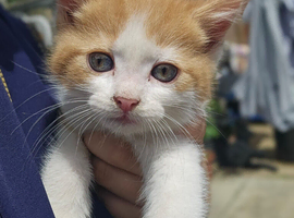 Charlie needs a forever home