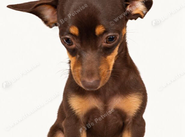 6-month-old Chihuahua x Dachshund &mdash; needs a home with other dogs