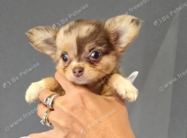 Beautiful Chihuahua puppies
