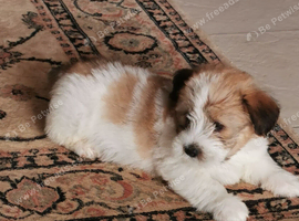 Shih tzu x jorkie pups