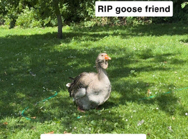 Dewlap Toulouse goose or geese wanted
