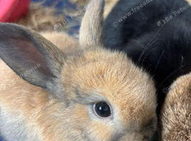 Two Gorgeous Mini Lop Babies