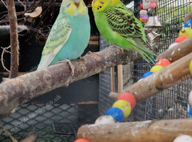 3x budgies 8.5 weeks old &pound;40 each