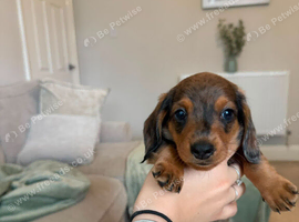 BEAUTIFUL MINIATURE DACHSHUNDS