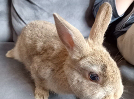 2 lovely little 8wk girls