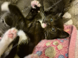 X ragdoll kitten