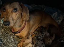 Buni love 6 months old little girl mini miniature