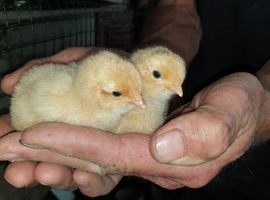 Buff Orpington chicks