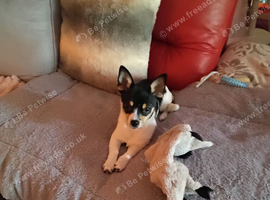 Chihuahua